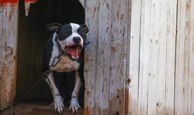 Pitbull saldırısında ceza belli oldu