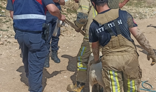 Rögara düşen koçu, itfaiye kurtardı