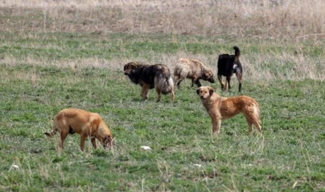 Sahipsiz köpeklere ilişkin yasa ne zaman çıkacak?