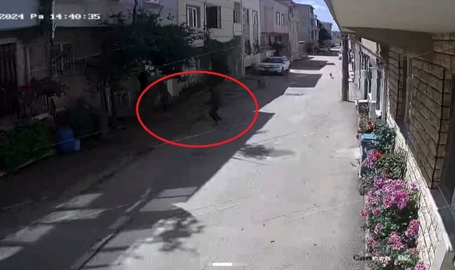 Sokak köpekleri 3 çocuğa saldırdı