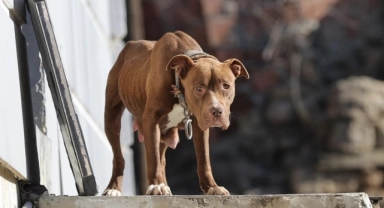 Tarım ve Orman Bakanı İbrahim Yumaklı, başıboş köpek sayısını açıkladı