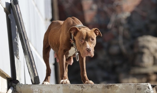 Tarım ve Orman Bakanı İbrahim Yumaklı, başıboş köpek sayısını açıkladı