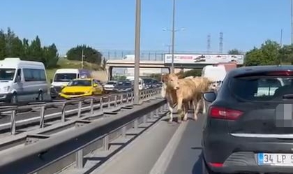 TEM Otoyolu'na çıkan inekler sürücülere zor anlar yaşattı!