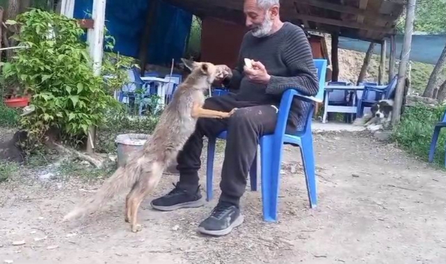 Tilkinin dostluğu yüzleri güldürdü!