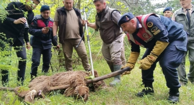 Uludağ'da yaralı ayı seferberliği