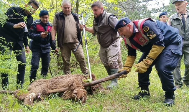 Uludağ'da yaralı ayı seferberliği