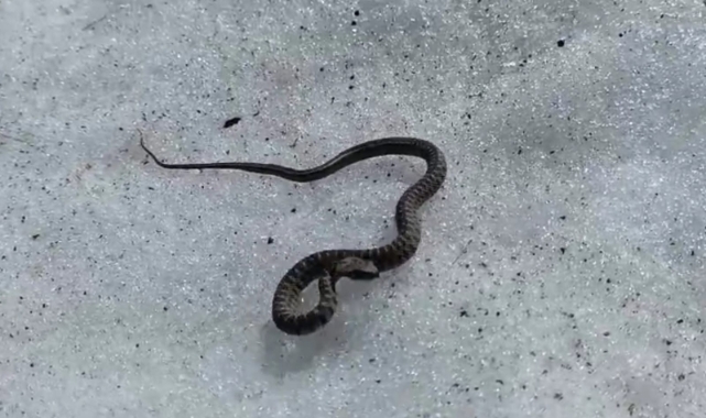 Van’da zehirli kocabaş engerek yılanı görüntülendi
