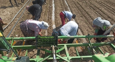 Yeşil altın fideleri toprakla buluştu