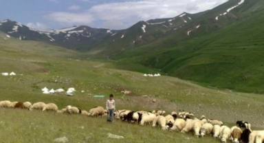 Yetiştiriciler çoban bulamıyor