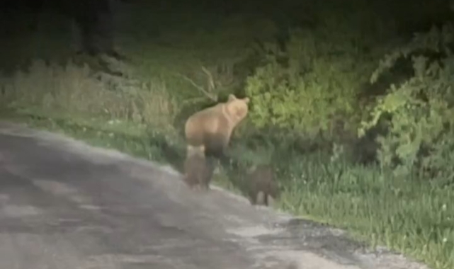 Yola çıkan ayıları vatandaşlar görüntüledi!