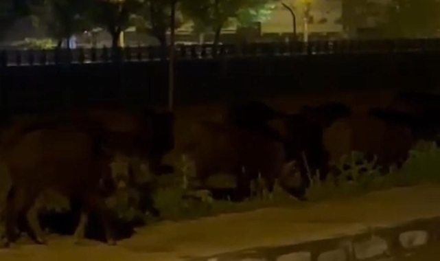 Zonguldak’ta aç kalan domuz sürüsü ilçe merkezine indi