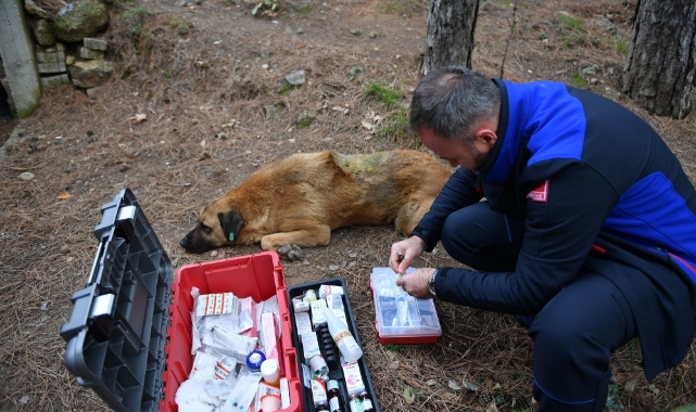Başıboş köpekler konusunda örnek çalışma!