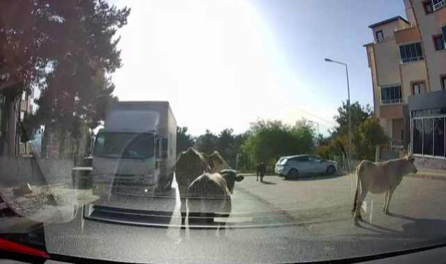 Bursa'da caddelerde danalar gezdi