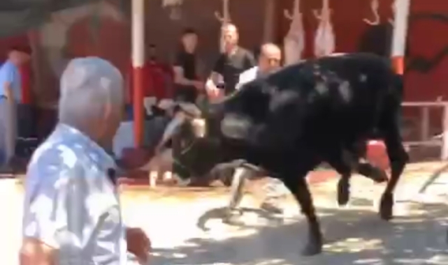 Bursa'da kaçan boğa ortalığı birbirine kattı