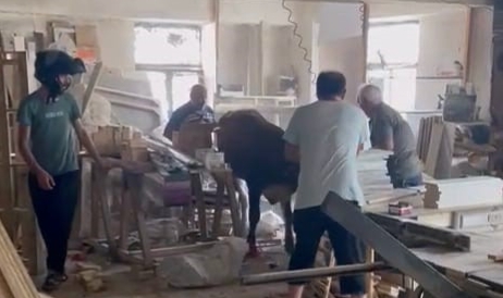 Bursa'da kaçan kurbanlık, sanayiyi birbirine kattı
