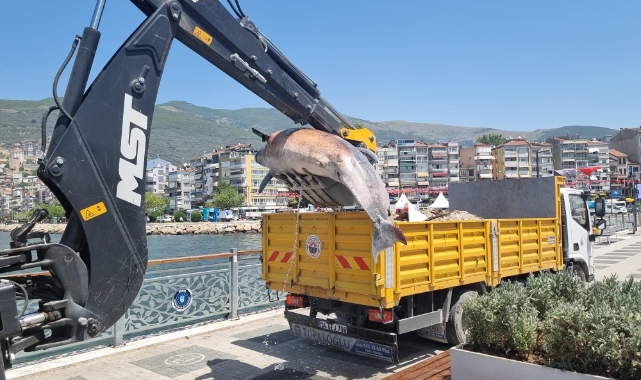 Bursa sahiline 3 metrelik ölü yunus vurdu