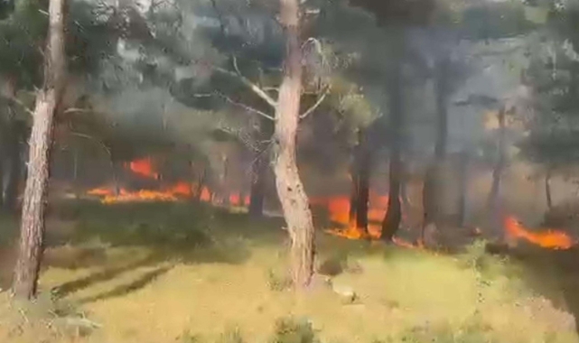 Çanakkale'deki orman yangında 5 hektarlık alan kül oldu