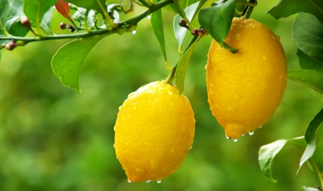 Doğal naneli taze limonata nasıl yapılır?
