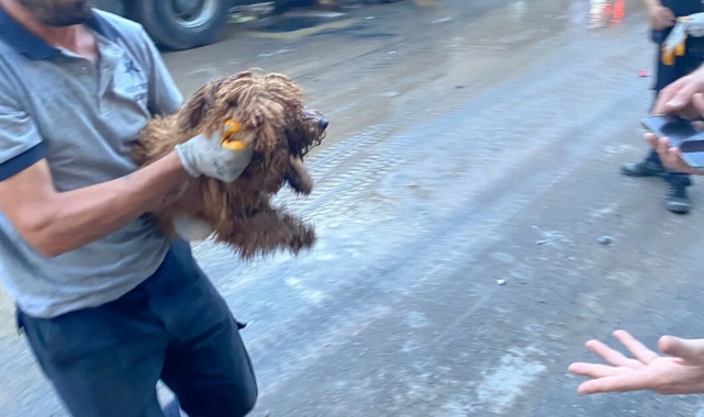 Enkazdan 12 saat sonra bir köpek canlı olarak kurtarıldı