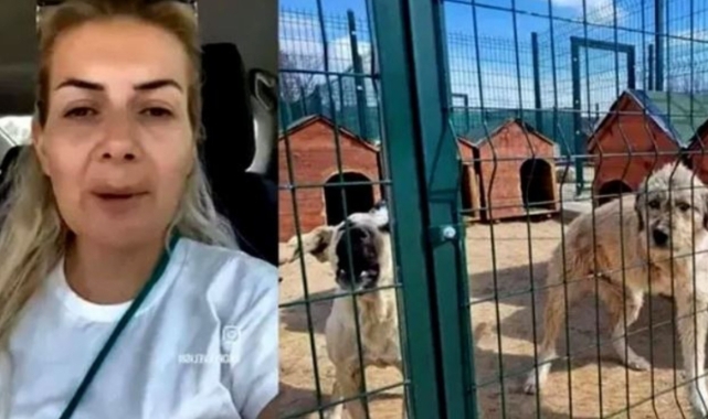 Hastalıklı köpekleri Ankara'ya getiren Buket Özgünlü hakkında dava açıldı