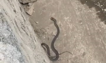 Havalar ısınınca yılanlar ortaya çıktı: Uzmanından açıklama geldi
