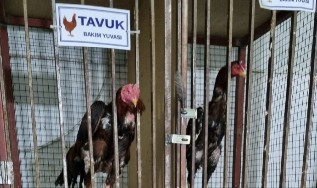 Horoz dövüştürenlere baskın!