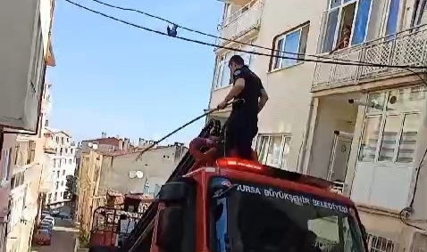 İtfaiye ekipleri elektrik kablosunda asılı olan kuşu kurtardı