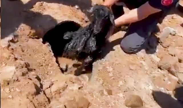 Kanalizasyon borusundan oğlak çıktı