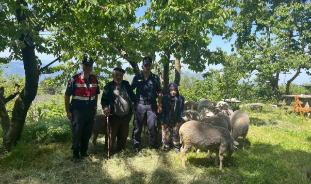 Kaybolan 16 küçükbaş hayvanı jandarma ekipleri buldu
