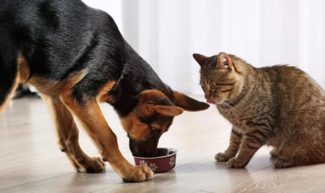 Kedi mamalarına gelen zam sonrası sahte mamalara dikkat!