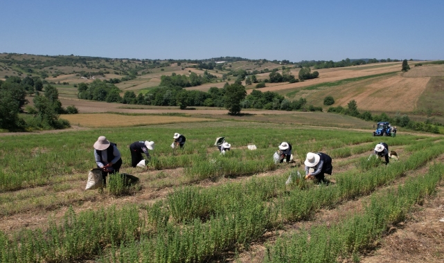 Kocaeli'de kekik için hasat mesaisi başladı