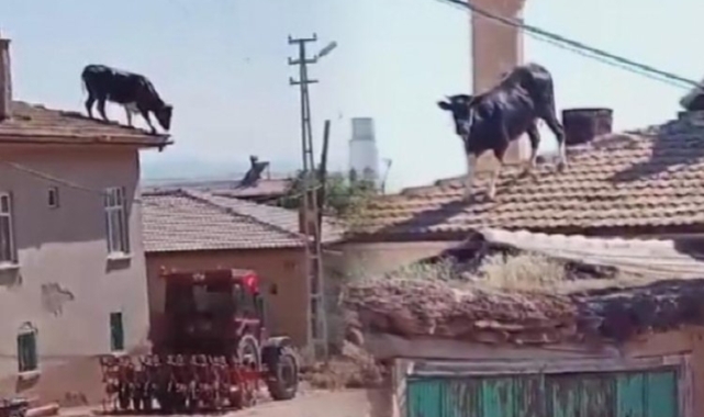 Konya'da uçan boğa herkesi şok etti