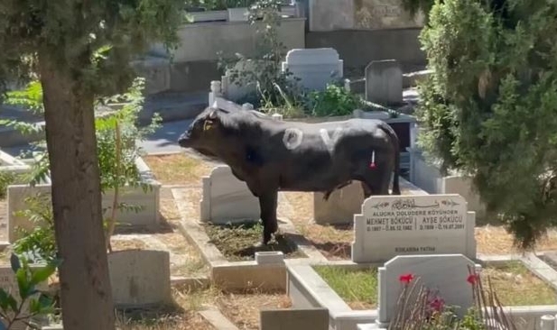 Kurbanlık boğa mezarlığa daldı: 2 yaralı