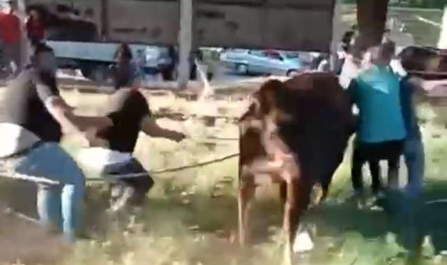 Kurbanlık danayı 5 kişi zapt etmeye çalıştı
