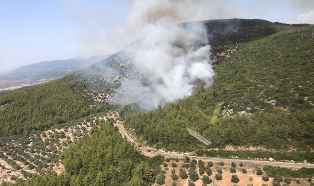 Milas’ta orman yangını!