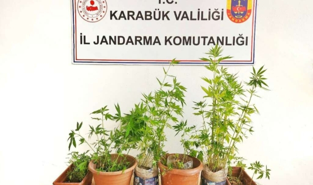 Ormanlık alanda kenevir eken şahıs tutuklandı