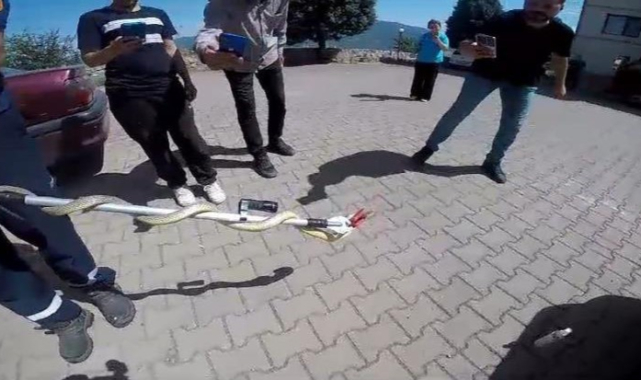 Otomobile giren yılan paniğe neden oldu!