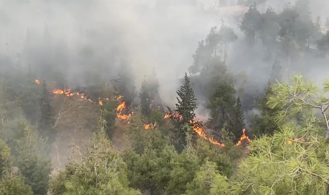 Pamukkale'deki orman yangınında 35 hektar alan zarar gördü