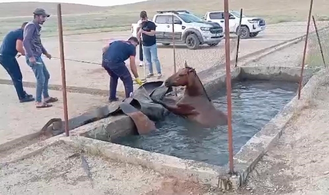 Sahipsiz at, atık petrol kuyusuna düştü!