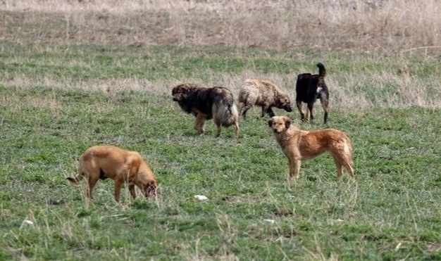 Sahipsiz hayvan düzenlemesinde sona gelindi