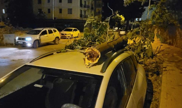 Şiddetli rüzgardan dolayı ağaç dalı aracın üzerine düştü