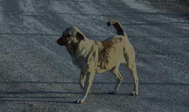 Sokak köpeklerinin saldırdığı çocuk hastanelik oldu