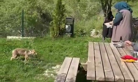 Tilkiyi elleriyle besledi!