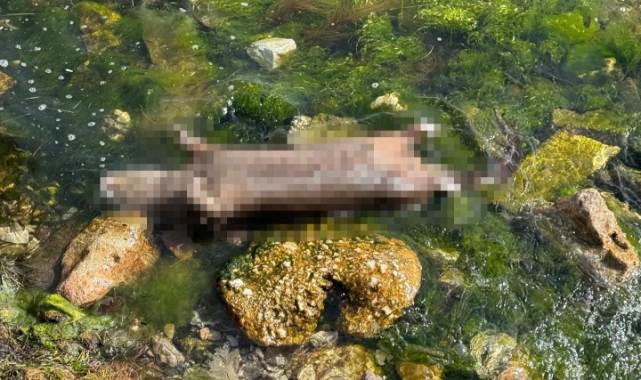 Yalova'da aynı günde 2’inci kez kıyıya ölü su samuru vurdu