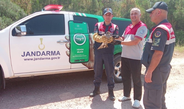 Yaralı kılıç kanat şahine jandarmadan şefkat eli!