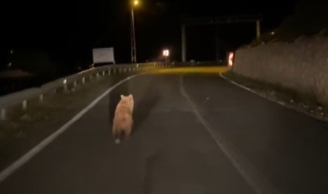 Yola inen bozayı görüntülendi!