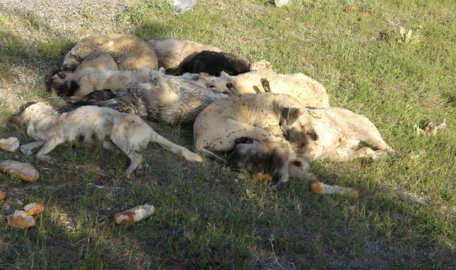 Yozgat’ta 20’nin üzerinde sokak köpeği ölü bulundu