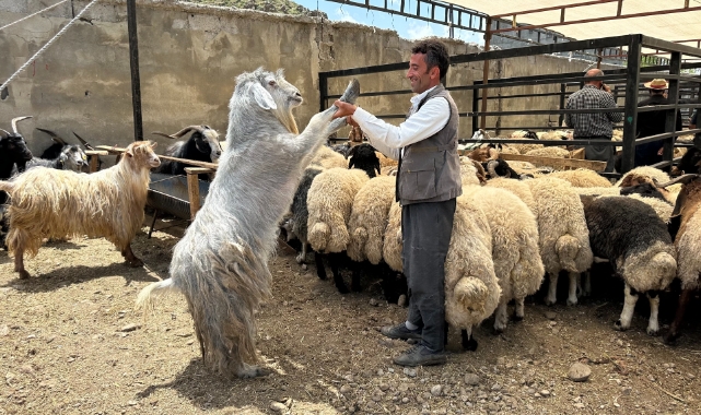 Yüksekova'da kurbanlıklar görücüye çıktı!