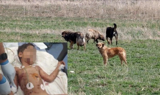 5 yaşındaki çocuğa köpek saldırısı!