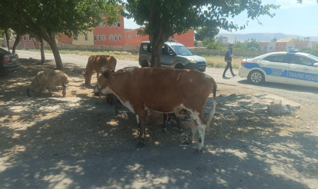 Başıboş hayvanların sahiplerine ceza kesildi!